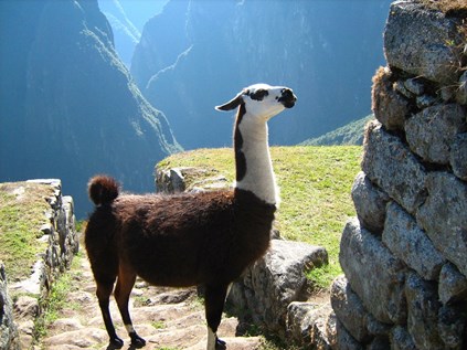 Alpaca in Machu Licchu in Cusco Peru