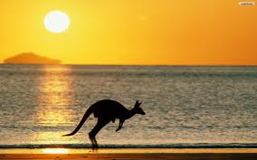 kangaroo jumping in water at sunset