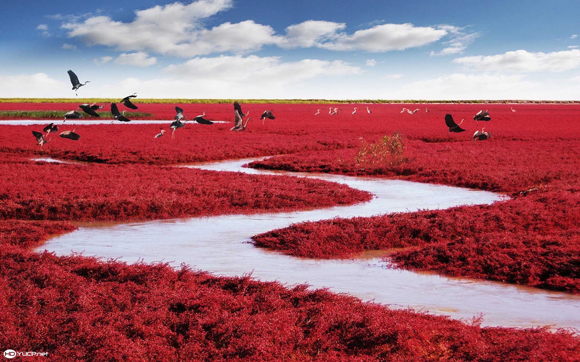 birds flying over red beach in panjin china