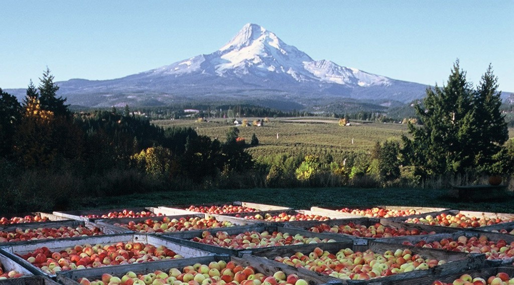 apple farm in mt hood