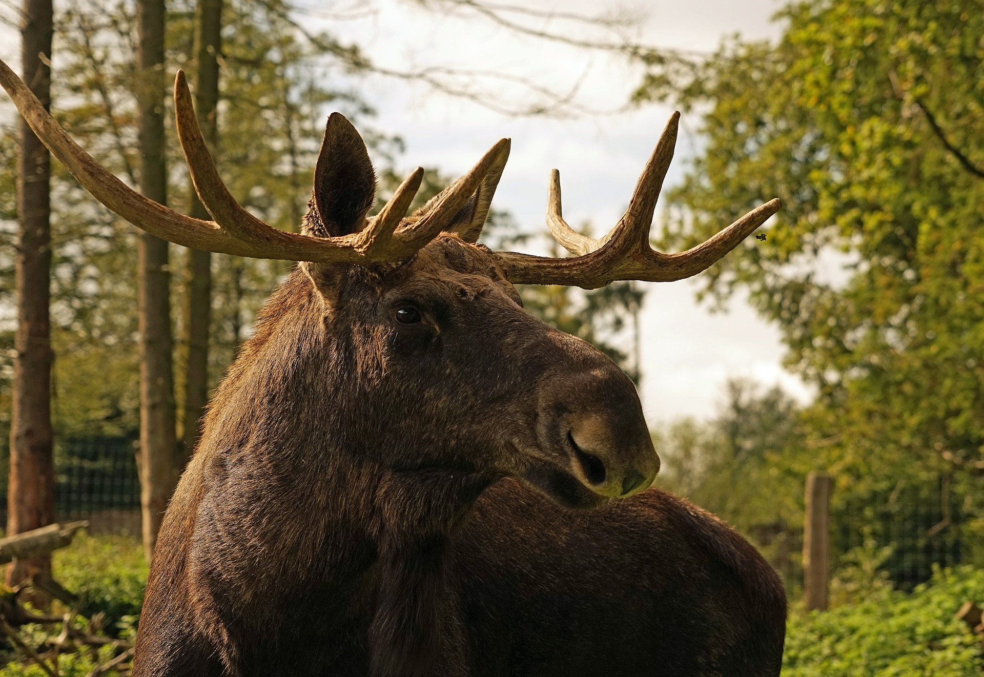 moose in sweden