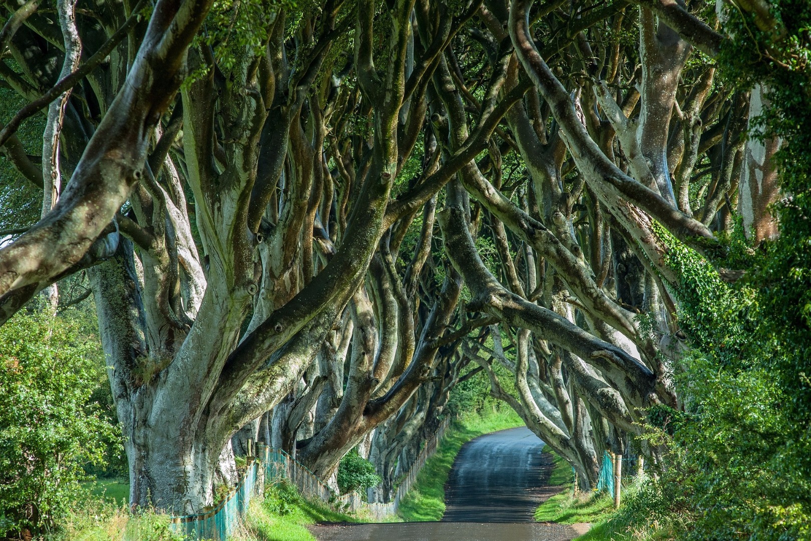 nature in ireland