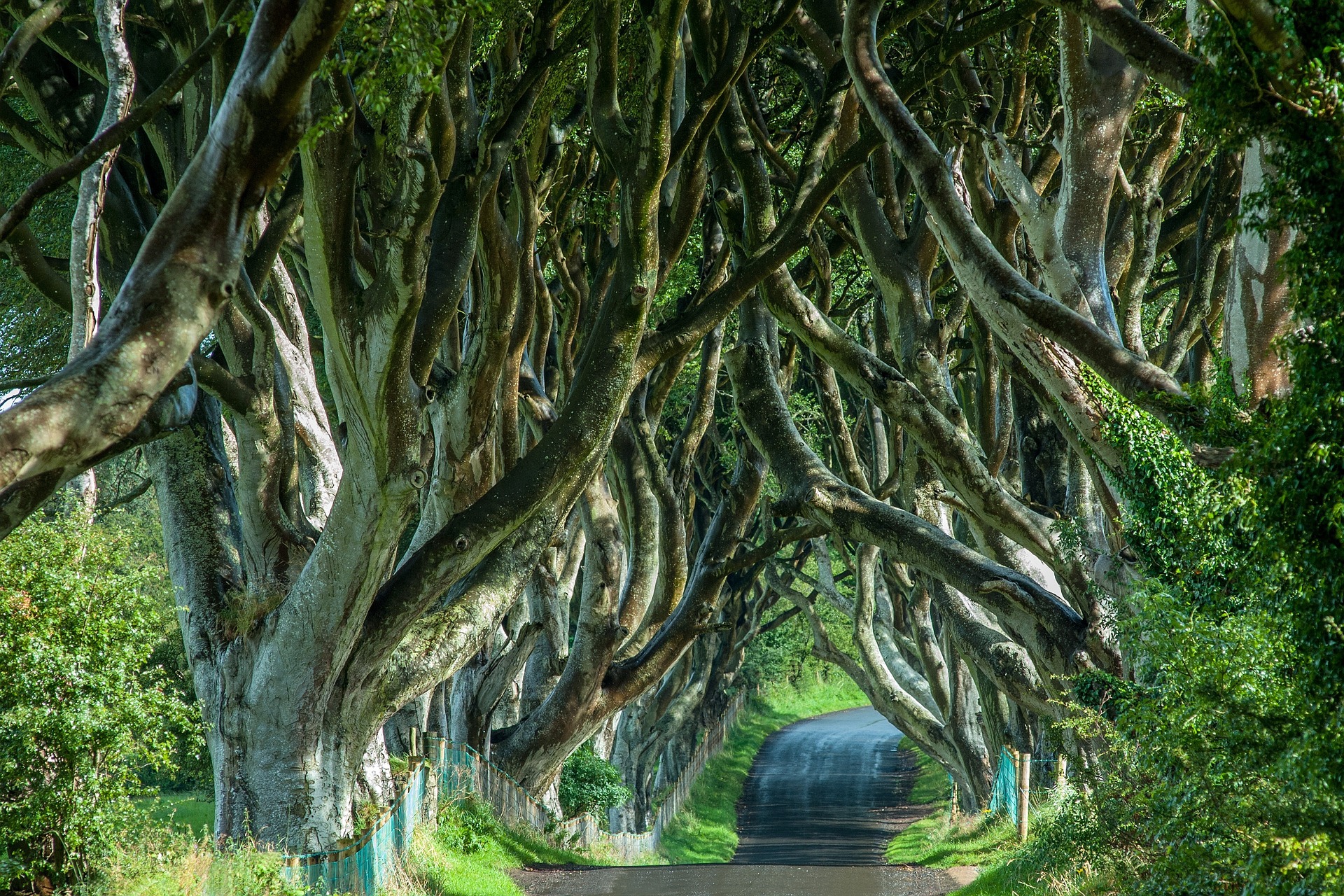 tree lined avenue in northern ireland