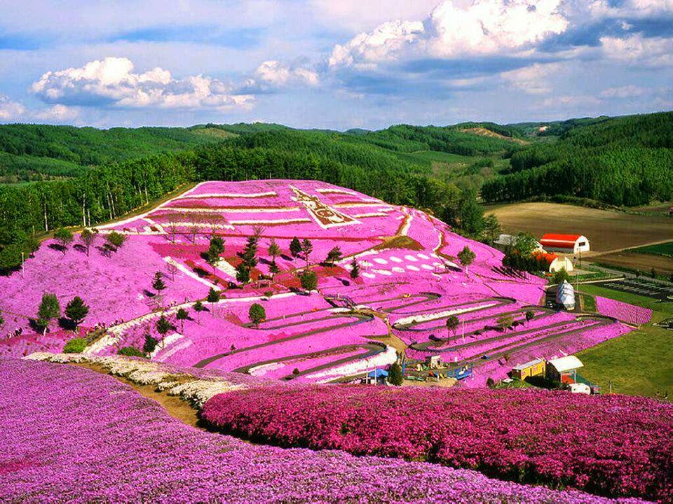 lavender fields in hokkaido